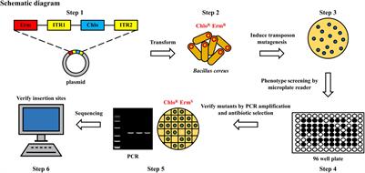 A Flagella Hook Coding Gene flgE Positively Affects Biofilm Formation and Cereulide Production in Emetic Bacillus cereus